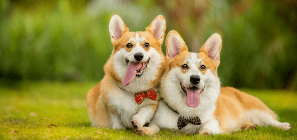 四不像正版资料内部,时尚法则实现_QNC50.619愉悦版