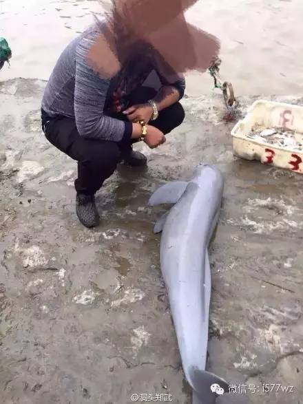 科技重塑生活，晨风CICI宰杀体验未来智能新主宰时代