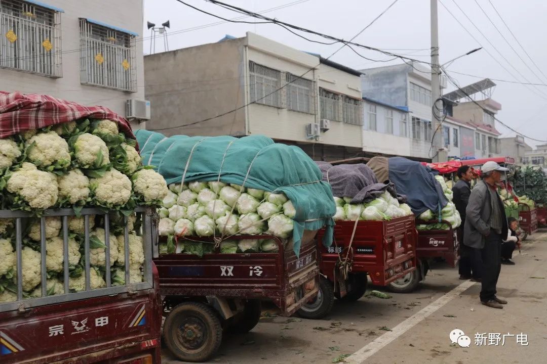 新野蔬菜最新报价及其探讨