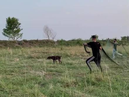 手把手教你最新捉鹌鹑技巧，最新捉鹌鹑视频分享！