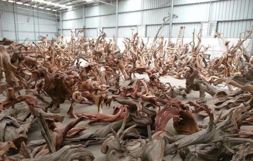 崖柏最新资讯与观点论述汇总