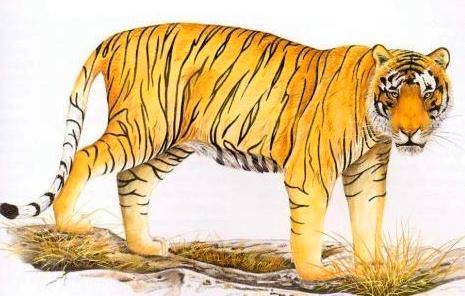白老虎版玄机资料大全免费,持续性实施方案_JDS99.160交互式版