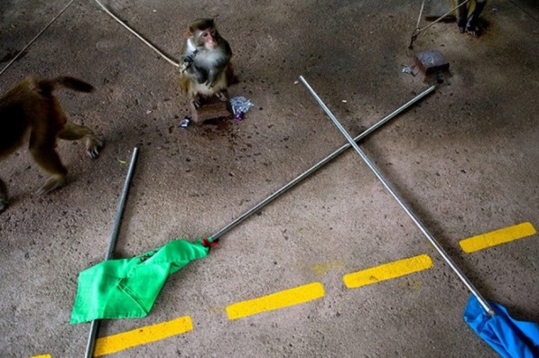 最准一码一肖100%精准,管家婆大小中特,动态解读分析_TYR79.393传统版