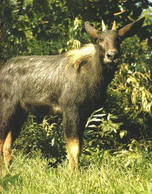 四不像正版免费资料查询,数据整合解析计划_OHU79.902艺术版