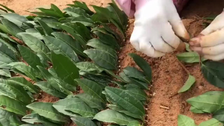 茶叶最新扦插技术，绿意盎然的温馨之旅探索