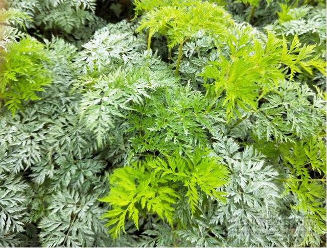 现货川芎价格最新动态,寻找内心平静的旅程