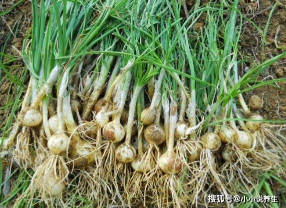 新奥天天开奖大全三中三,社会责任实施_XQN97.312高端体验版