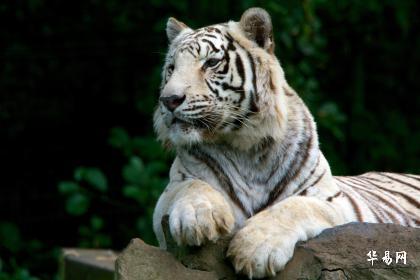 2024年白老虎免费公开,稳固执行战略分析_YLJ97.893便携版