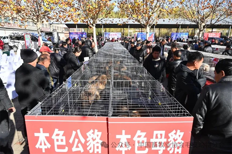 最新论述关于即将到来的2024年狗肉节