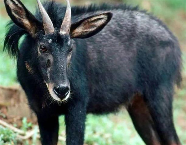 新澳四不象,精细化实施分析_IZS83.289贴心版