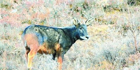 新澳四不象,实时异文说明法_安全版40.405