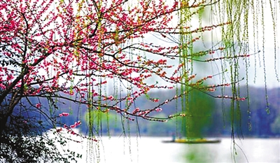 白银红柳广告最新一期,详细步骤指南与广告亮点解读