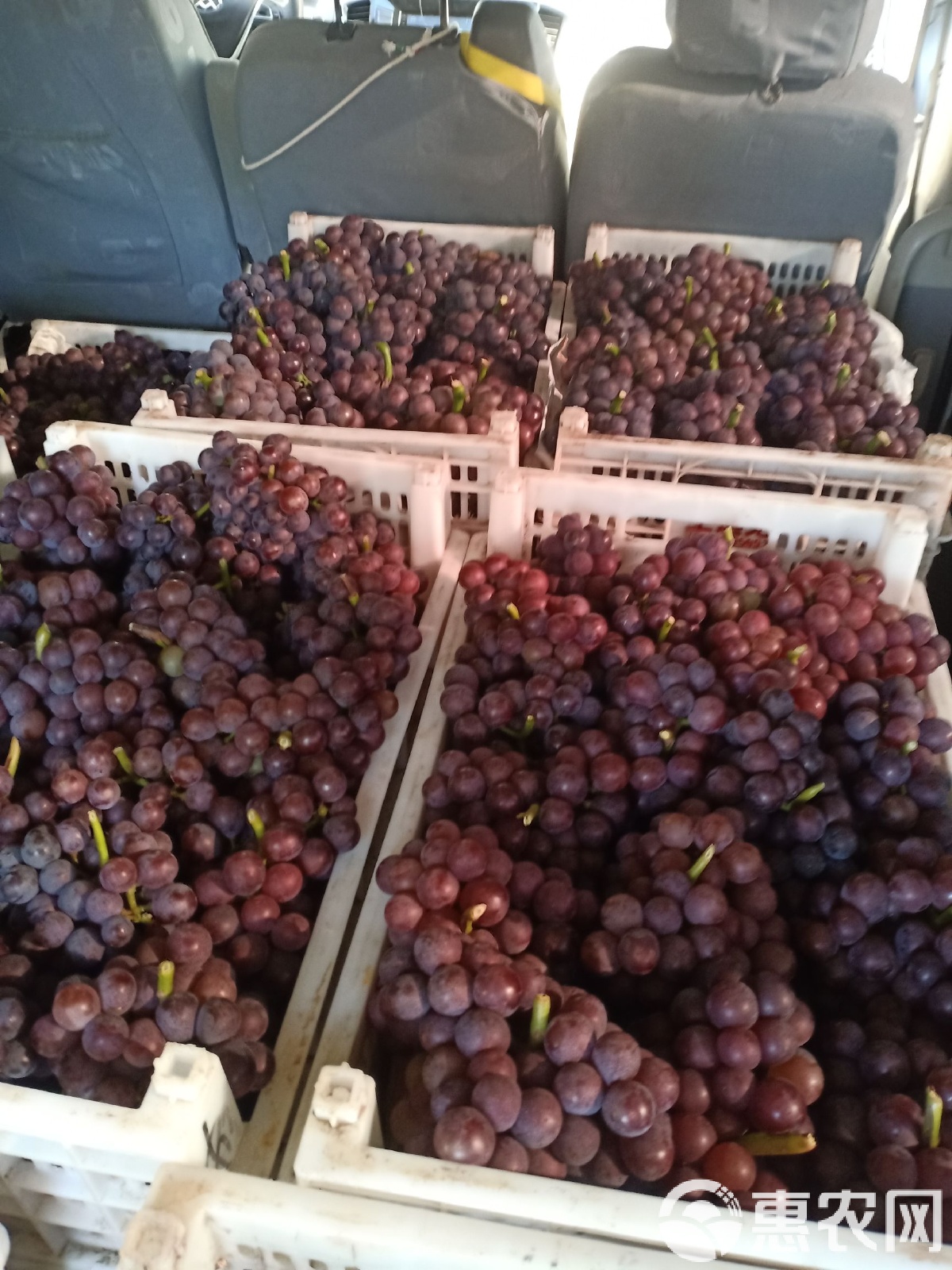 巨峰葡萄最新批发价格更新及市场动态分析