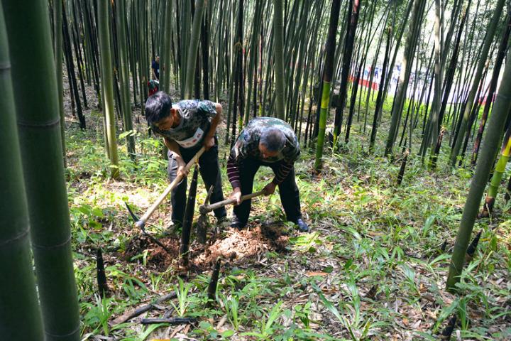 百里竹海最新动态，探索自然美景之旅，寻觅内心宁静之地