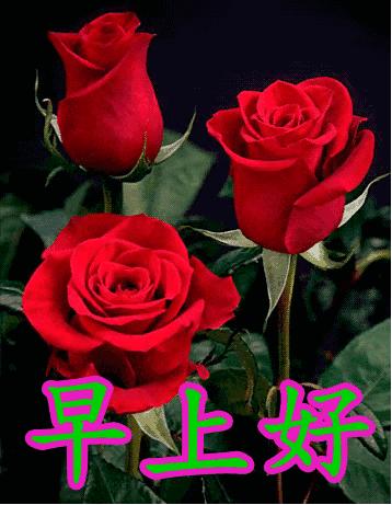 最新夜夜视频,观点分析与反思