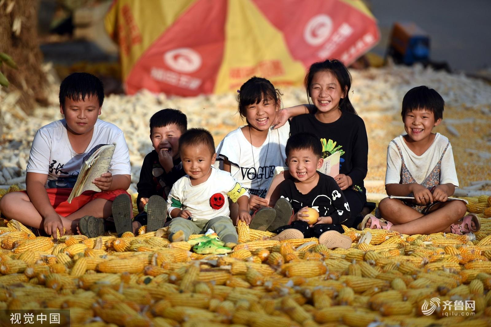 临沂玉米行情深度解析与揭秘🌽📈