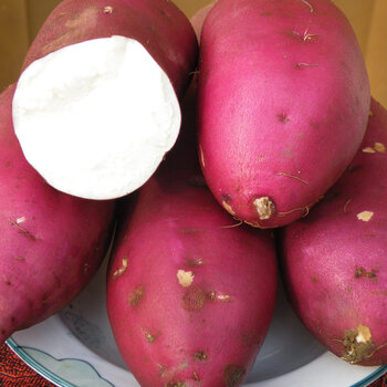 科技赋能下的夏津红薯产业最新行情,红薯产业焕新颜