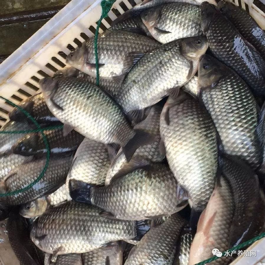 江苏鲫鱼最新收购价分析与探讨,一种观点的视角