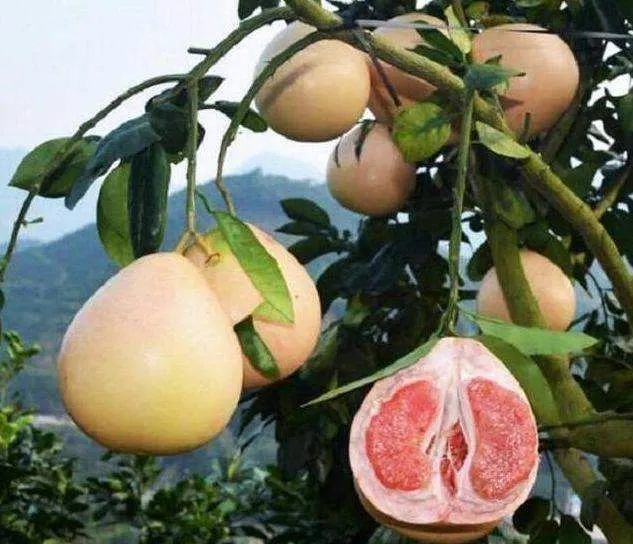 今年柚子价格行情探秘,小巷中的柚子宝藏