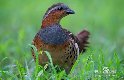 最新春季竹鸡捕捉教程,掌握技巧,收获满满