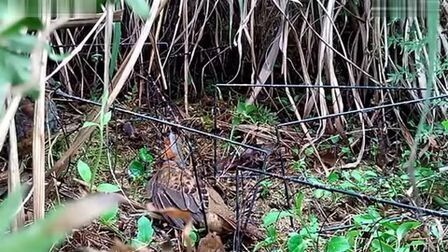 最新春季竹鸡捕捉教程,掌握技巧,收获满满