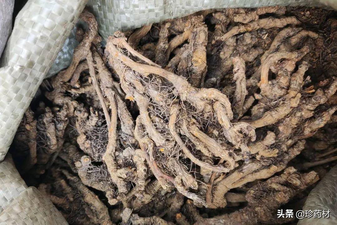 苦参最新行情，自然美景的治愈之旅