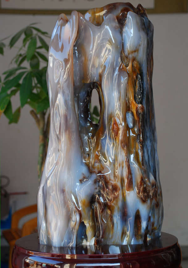 最新树化玉价格揭秘，小巷深处的神秘宝藏探秘之旅