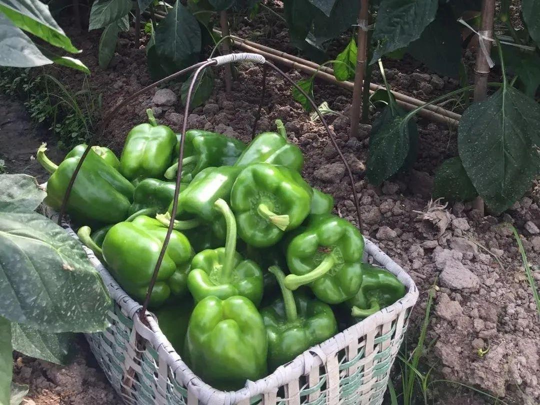 上市公司产值揭秘,产值背后的秘密大公开🚀📈