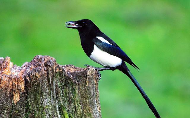 喜鹊新版,与时俱进的学习之道,自信源泉的开启