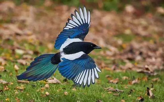 喜鹊新版,与时俱进的学习之道,自信源泉的开启