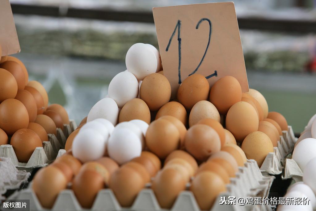 近期鸡蛋价格动态,近期鸡蛋价格动态,一场心灵与自然的旅行