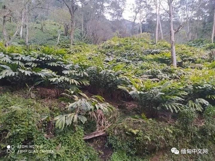 草果最新价格行情动态更新📊