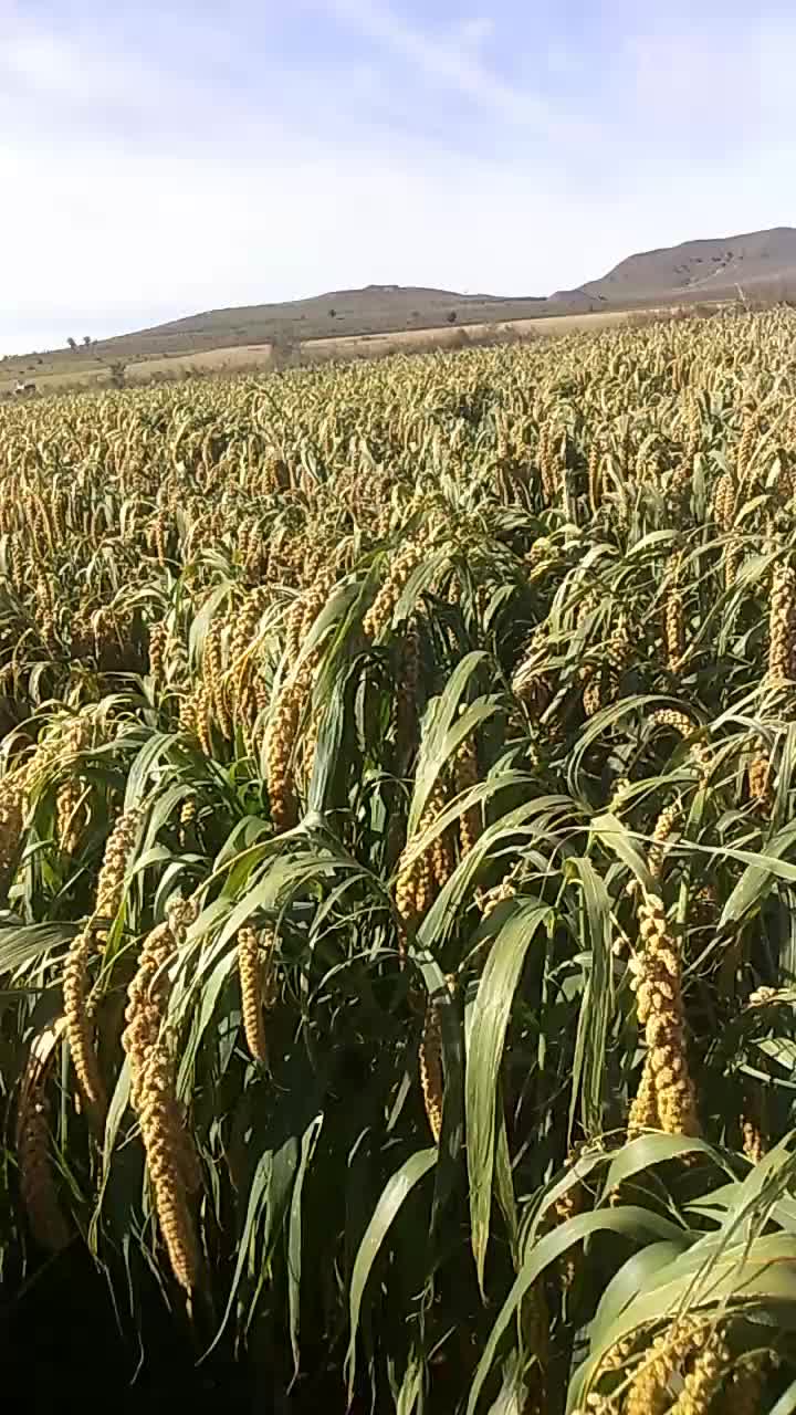 谷子行情回顾,农业领域的发展与影响分析