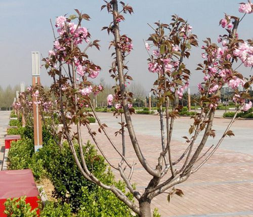 莱芜名嘉广场最新动态更新,最新资讯与活动概述