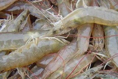 科技赋能下的南美白对虾最新价格查询,引领生活新潮流