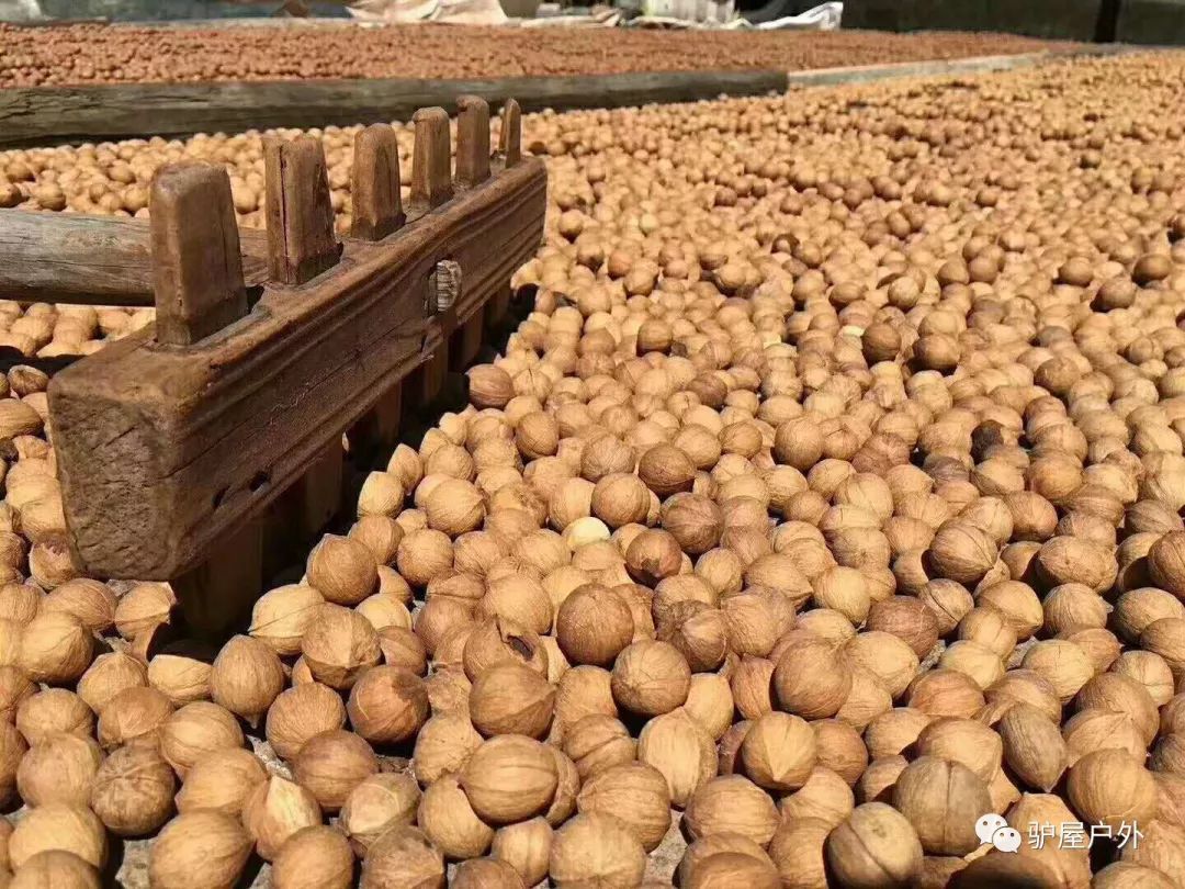 小核桃上市时间与季节性盛宴的解读与观点碰撞