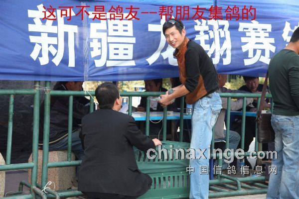 新疆龙翔赛鸽赛况更新,翱翔梦想,逐鸽竞逐的赛场风采!