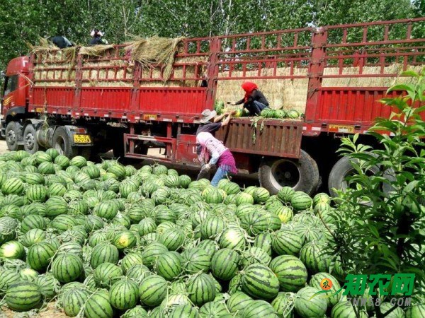 东营西瓜最新行情分析与市场动态