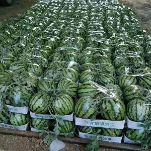 东营西瓜最新行情分析与市场动态