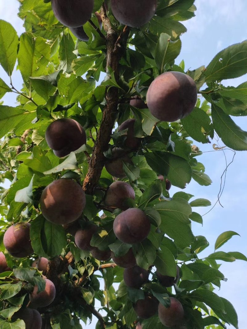 黑巨李行情深度解析,市场走势探讨