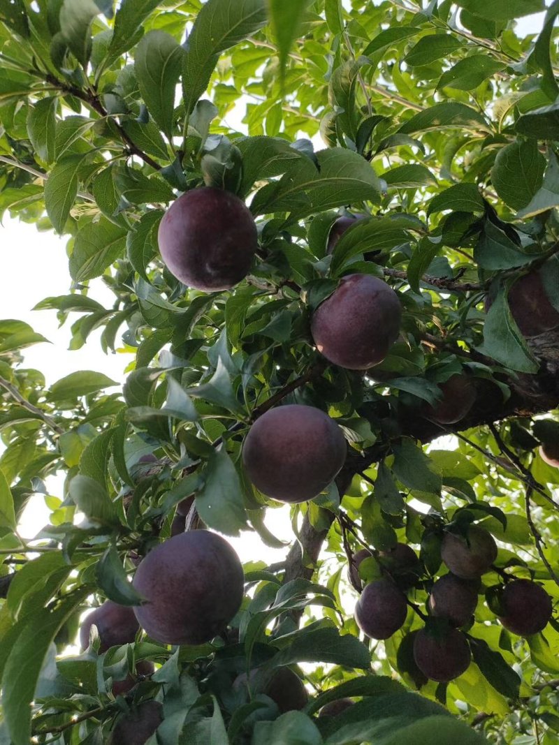 黑巨李行情深度解析,市场走势探讨