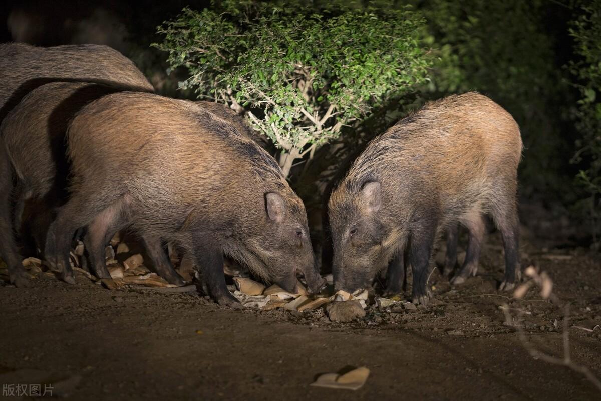 最新野生动物保护令实施步骤指南及解析
