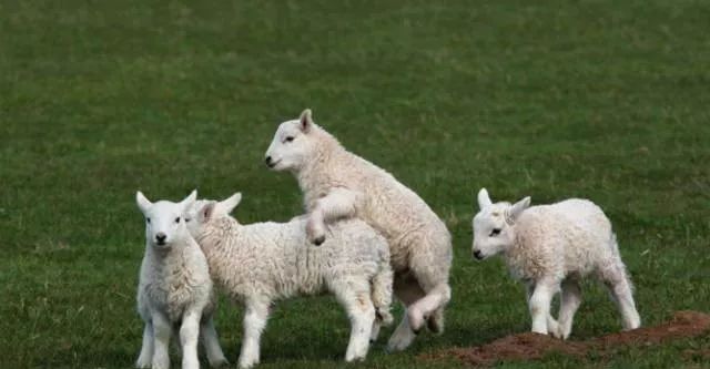 羊价格走势分析,市场影响与趋势预测