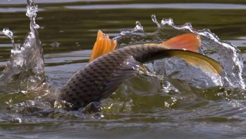 钓鱼比赛,探索自然美景的探险之旅