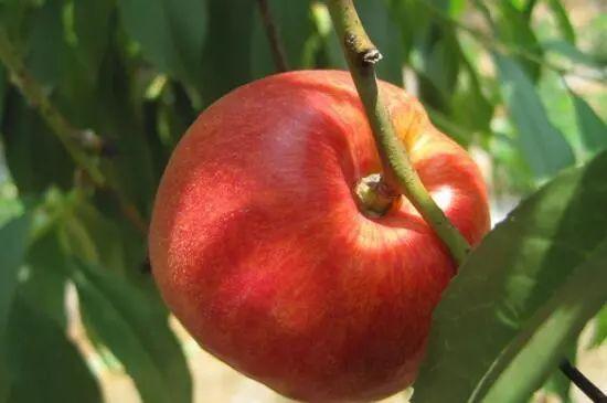 油桃最新行情,自然美景中的心灵之旅,探寻平和与宁静的秘境