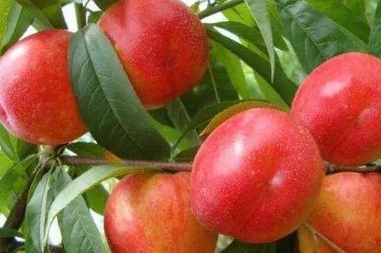 油桃最新行情,自然美景中的心灵之旅,探寻平和与宁静的秘境