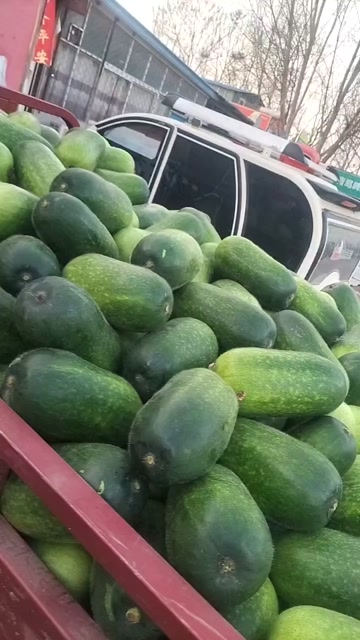 冬瓜批发市场行情概览与深度分析