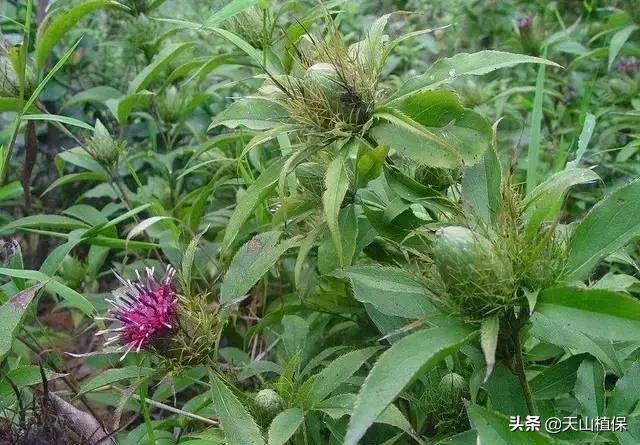 最新当归行情概览,市场走势分析与投资前景展望