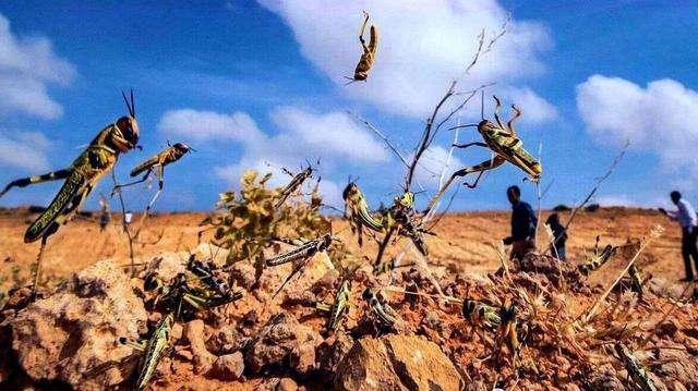 埃及蝗虫最新动态,威胁、挑战与应对策略