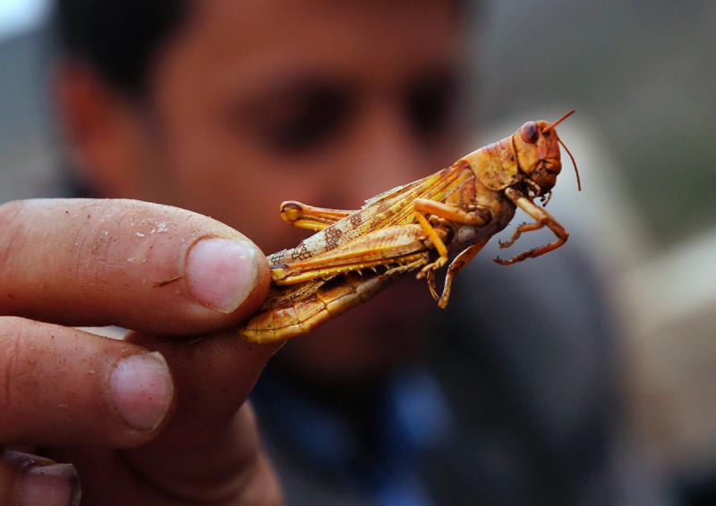 埃及蝗虫最新动态,威胁、挑战与应对策略